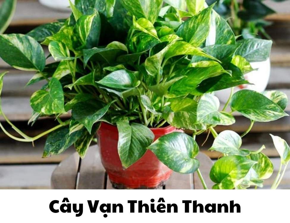 các loại cây văn phòng