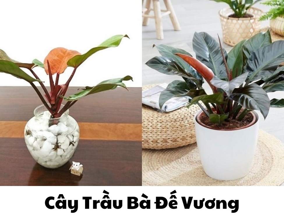 các loại cây văn phòng