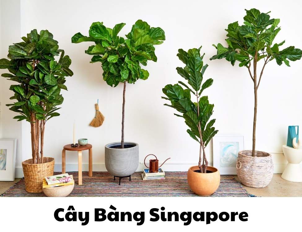 các loại cây văn phòng