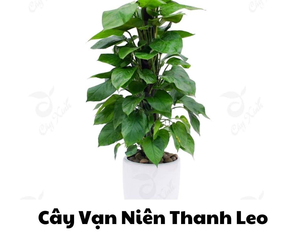 các loại cây văn phòng