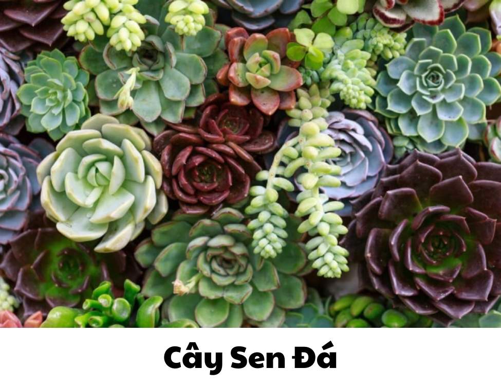 các loại cây văn phòng