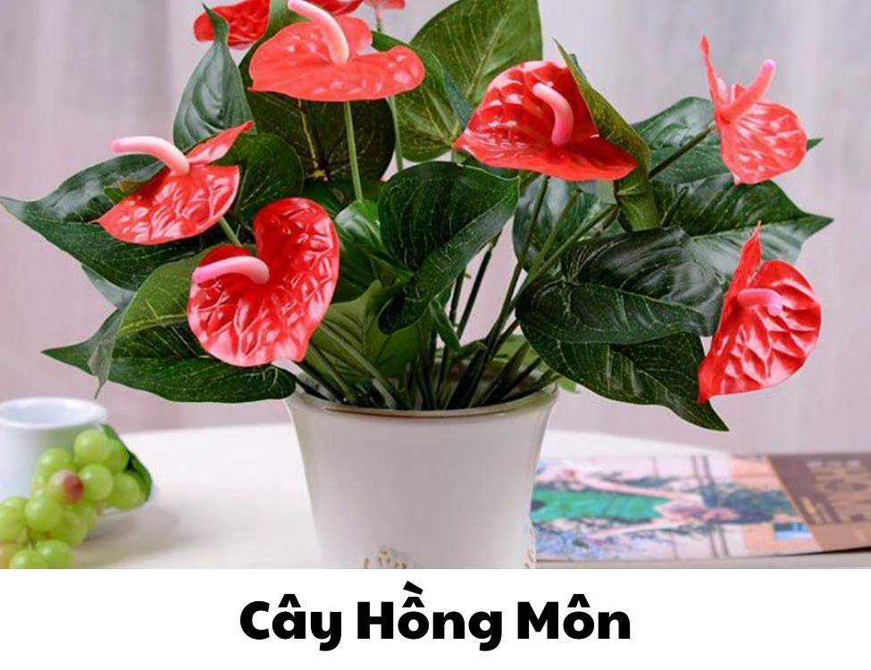 các loại cây văn phòng