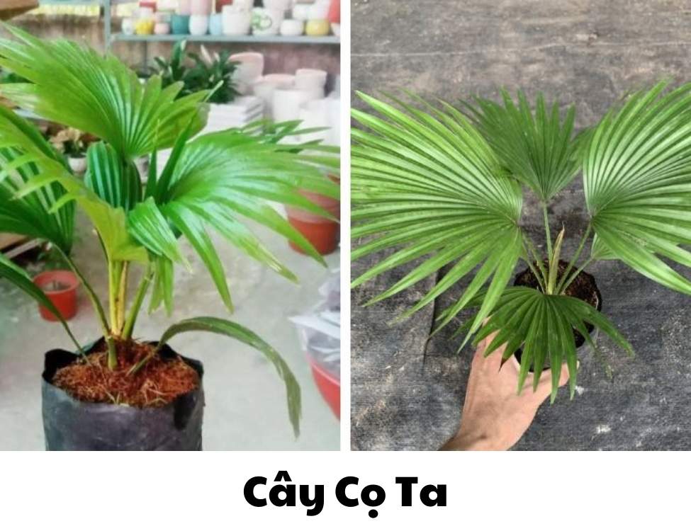 các loại cây văn phòng