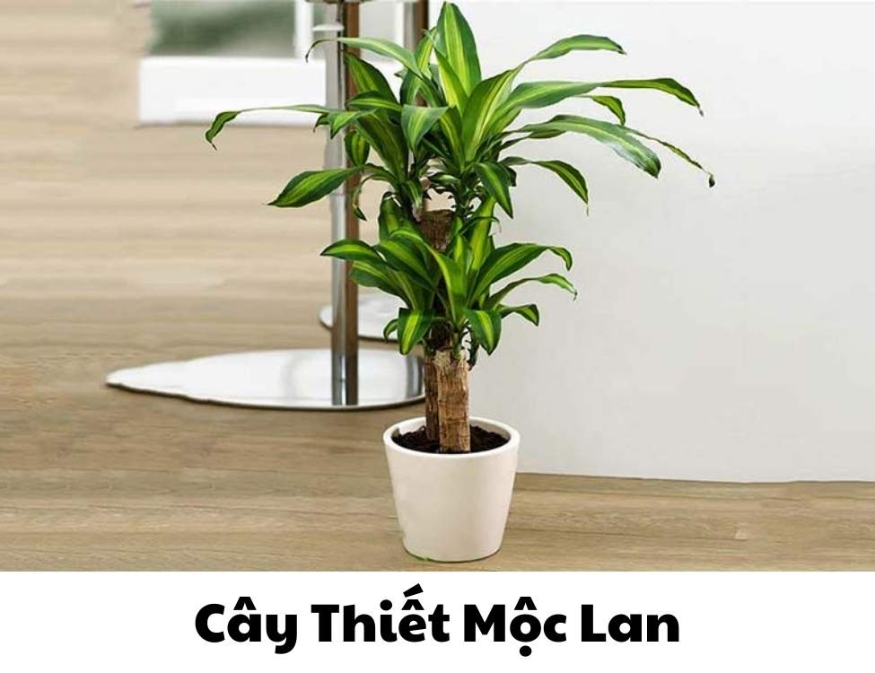 các loại cây văn phòng