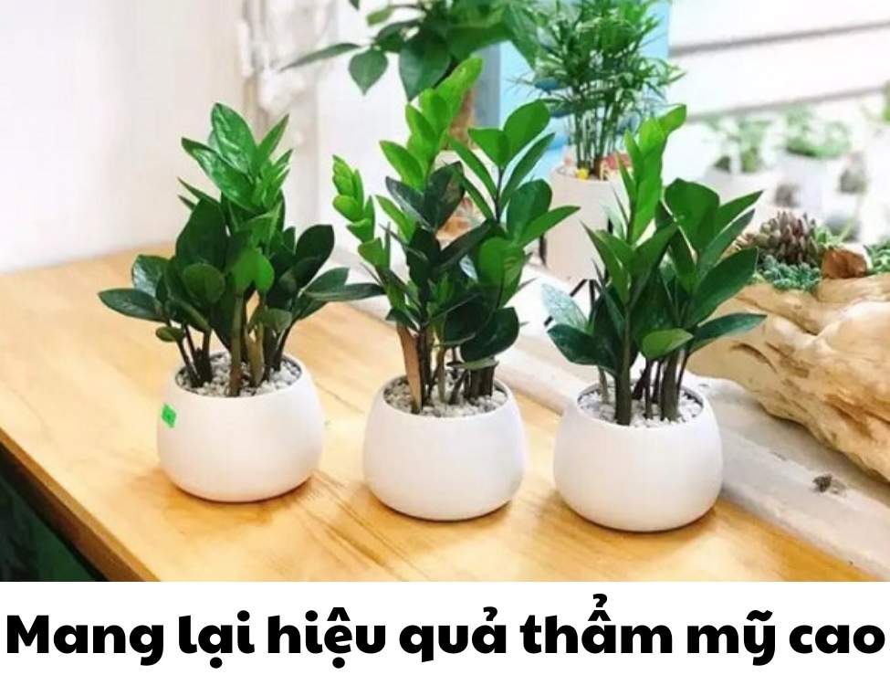 các loại cây văn phòng