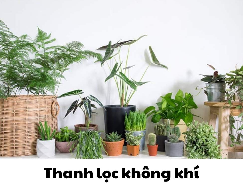 các loại cây văn phòng