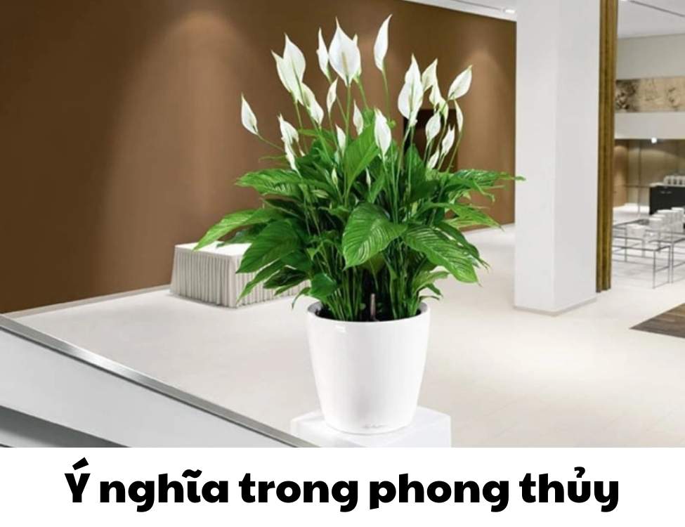 các loại cây văn phòng
