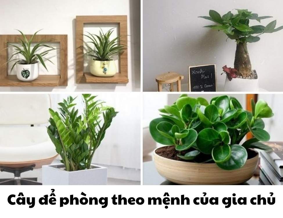 các loại cây văn phòng