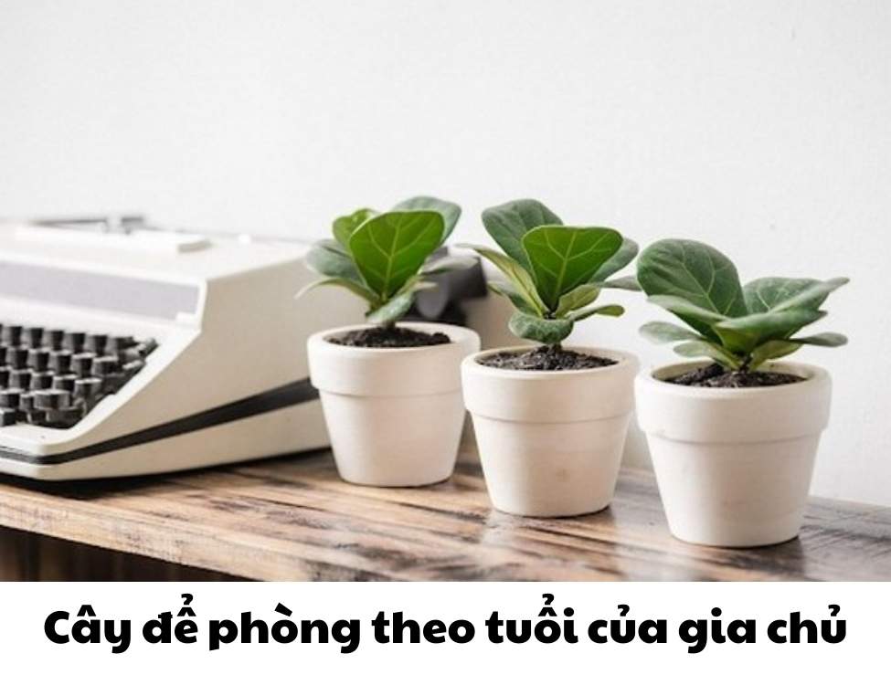 các loại cây văn phòng