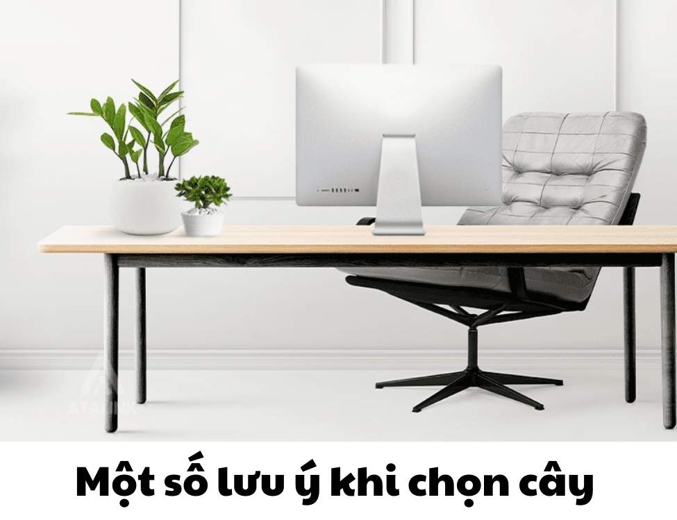 các loại cây văn phòng