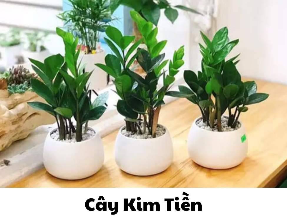 các loại cây văn phòng