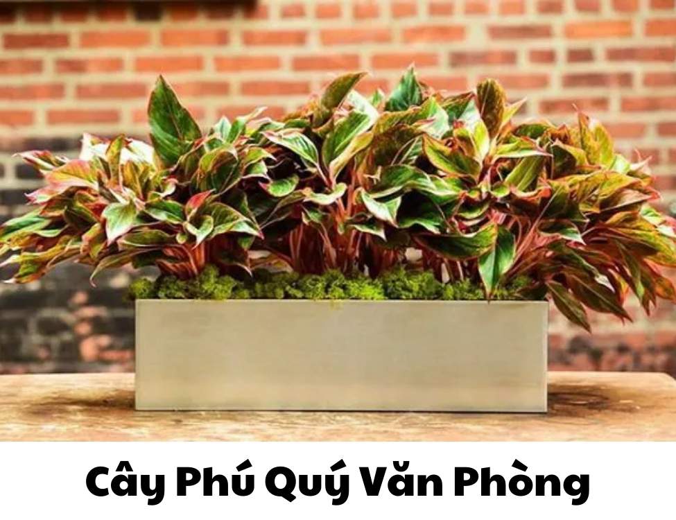 các loại cây văn phòng