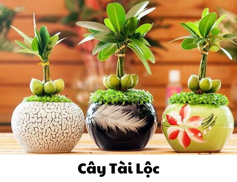các loại cây văn phòng