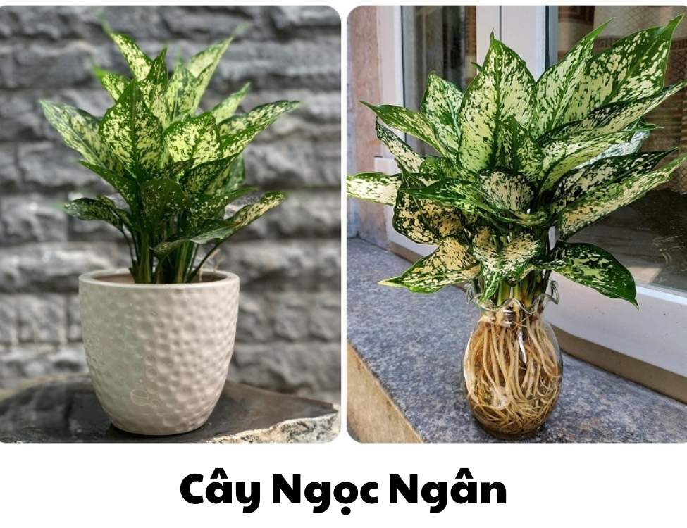 các loại cây văn phòng