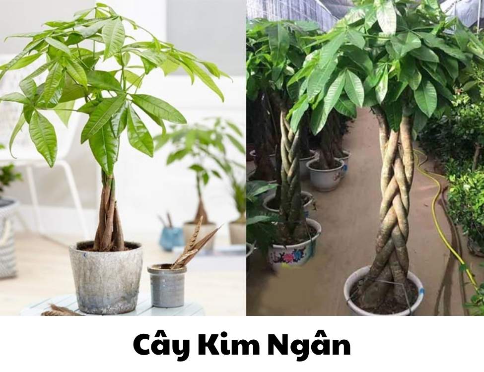 các loại cây văn phòng