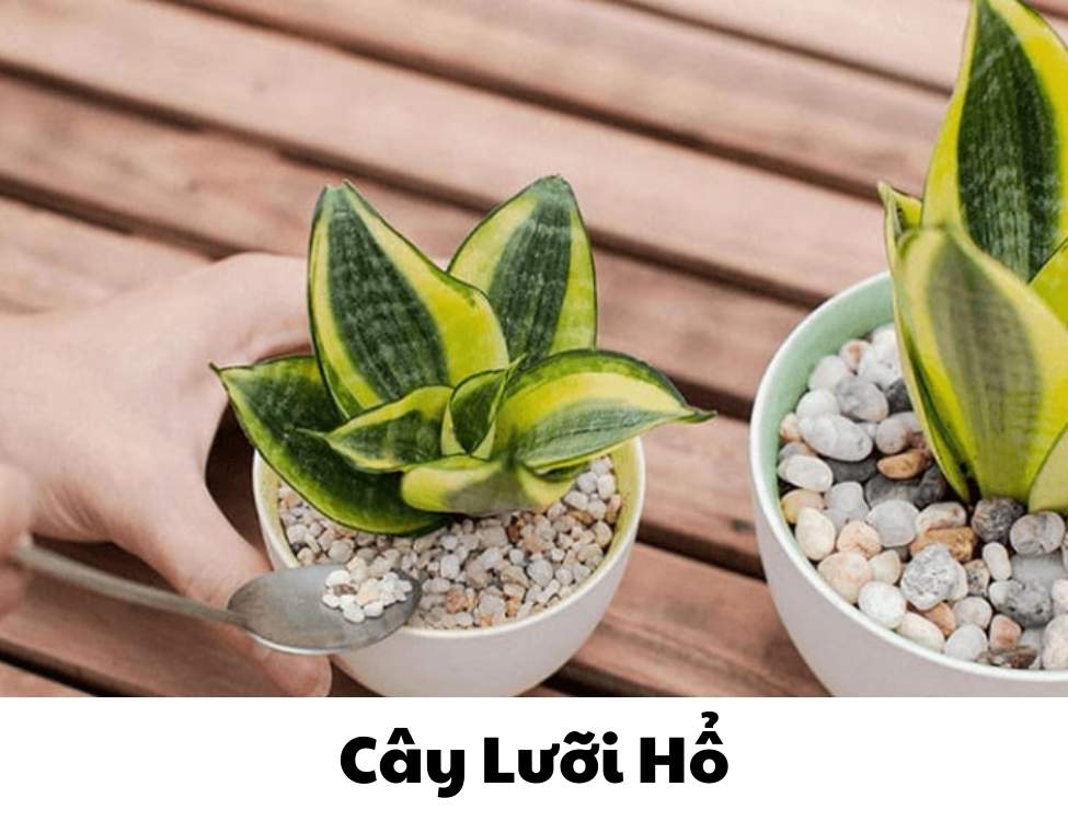 các loại cây văn phòng