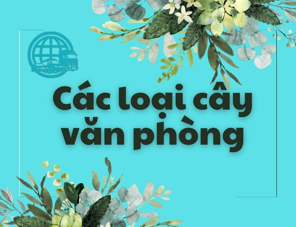 các loại cây văn phòng