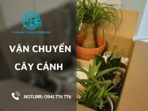 Giấy phép vận chuyển